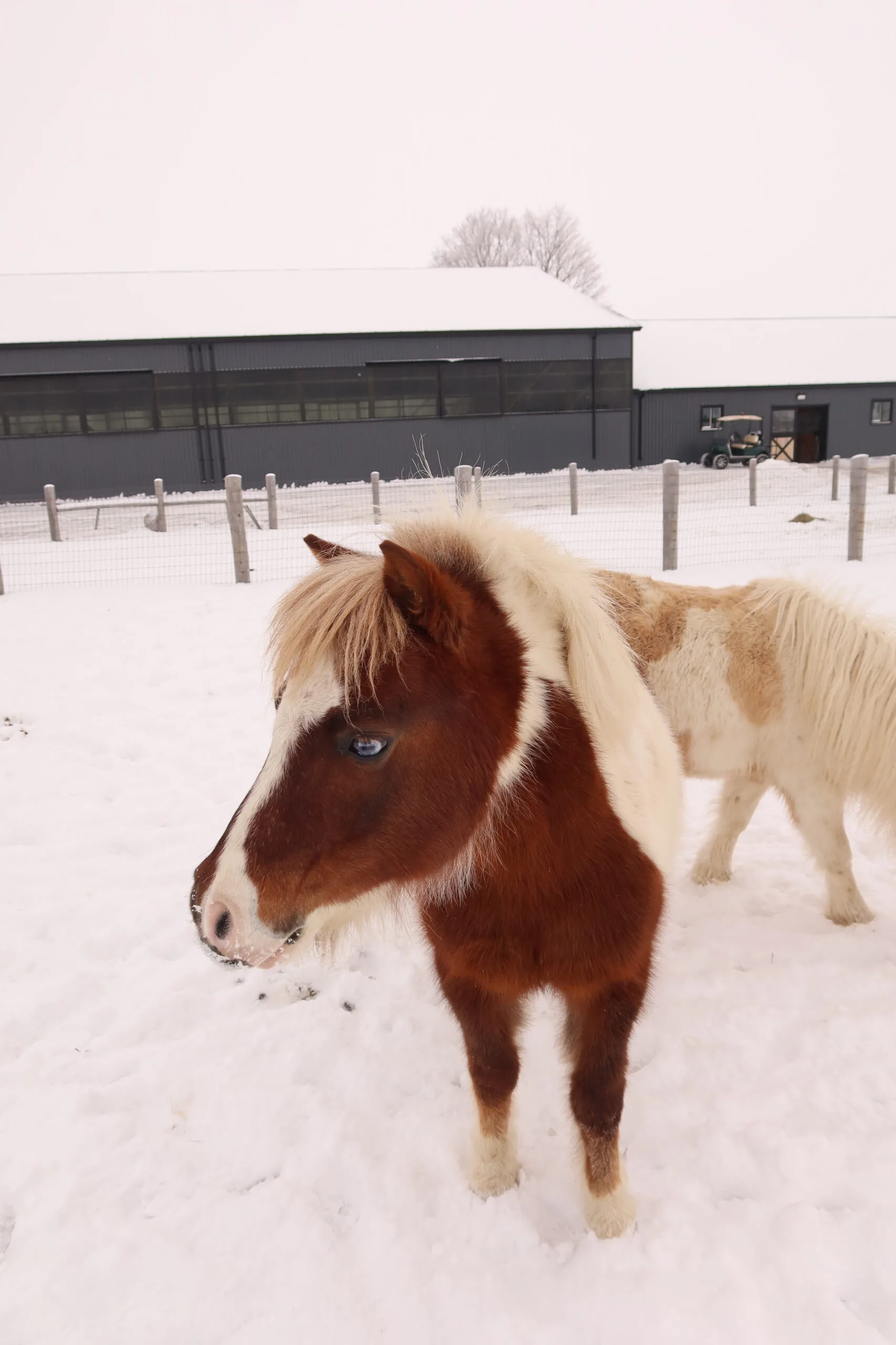 Kids leading miniature horses through an obstacle course