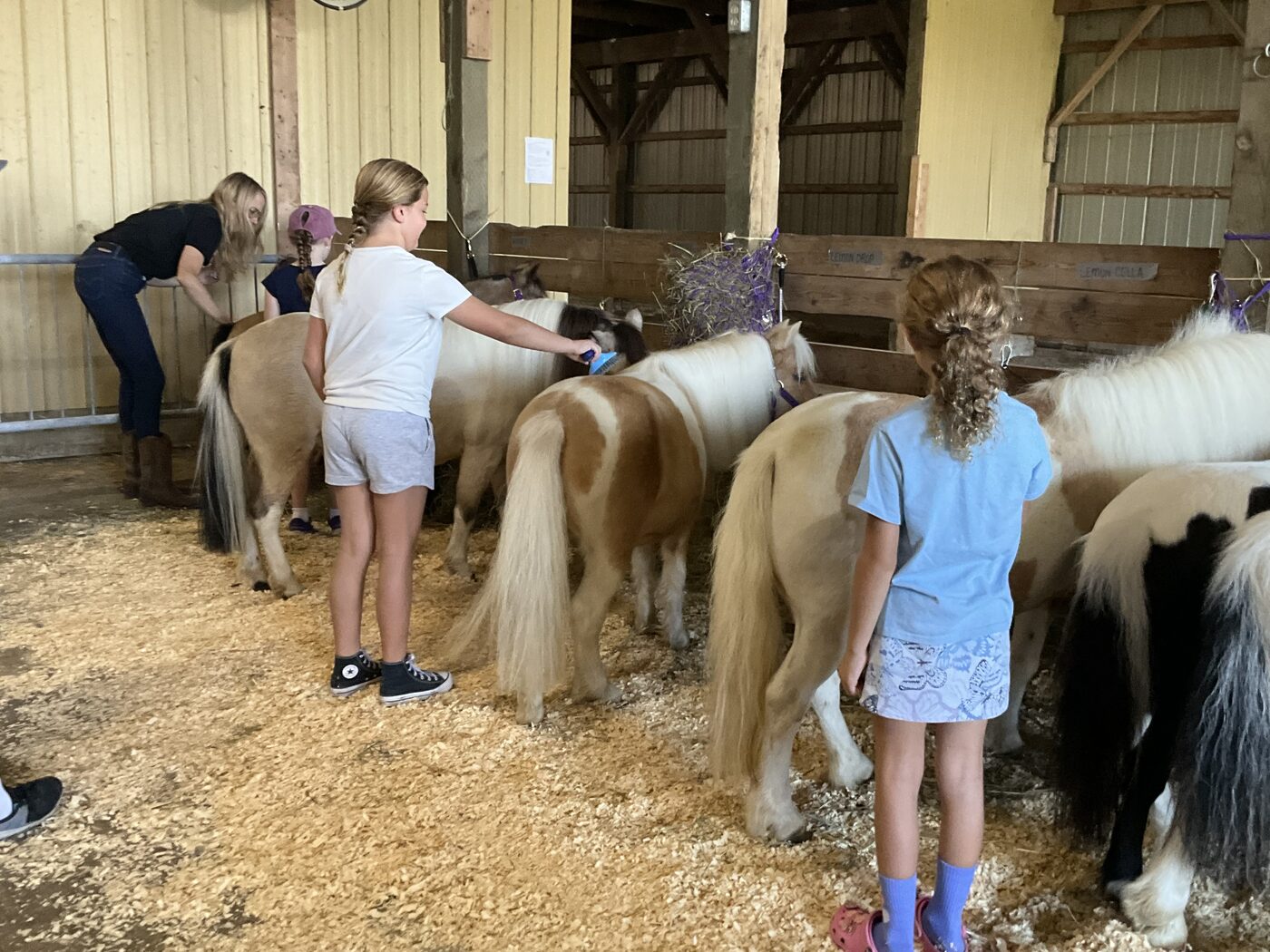 Pony petting zoo setup at a large event